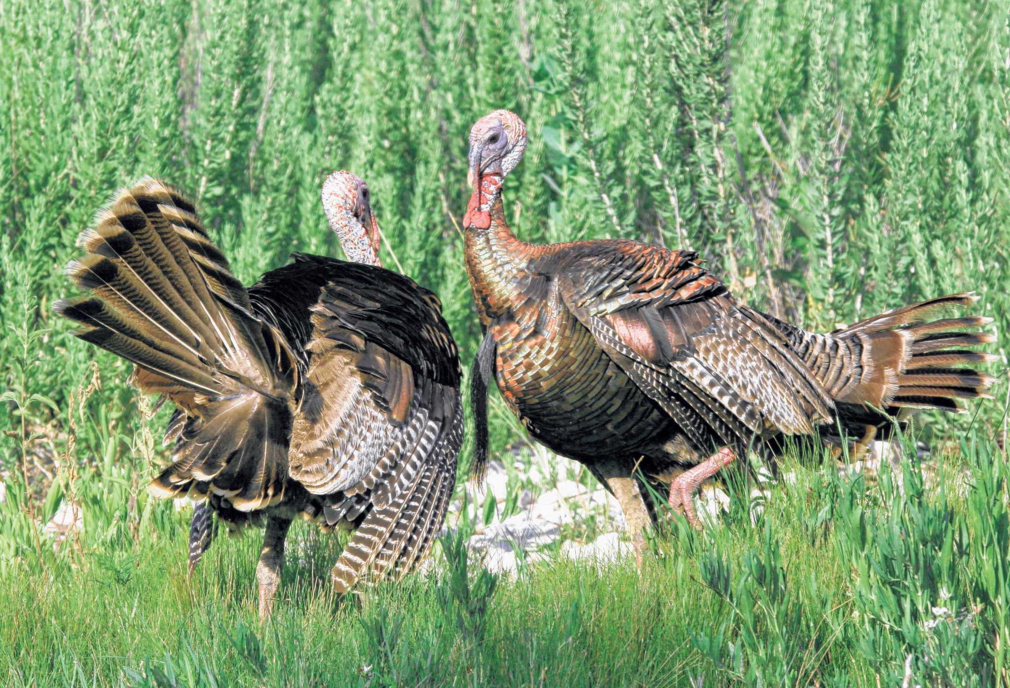 Texas turkey hunters can expect to see plenty of older birds this season