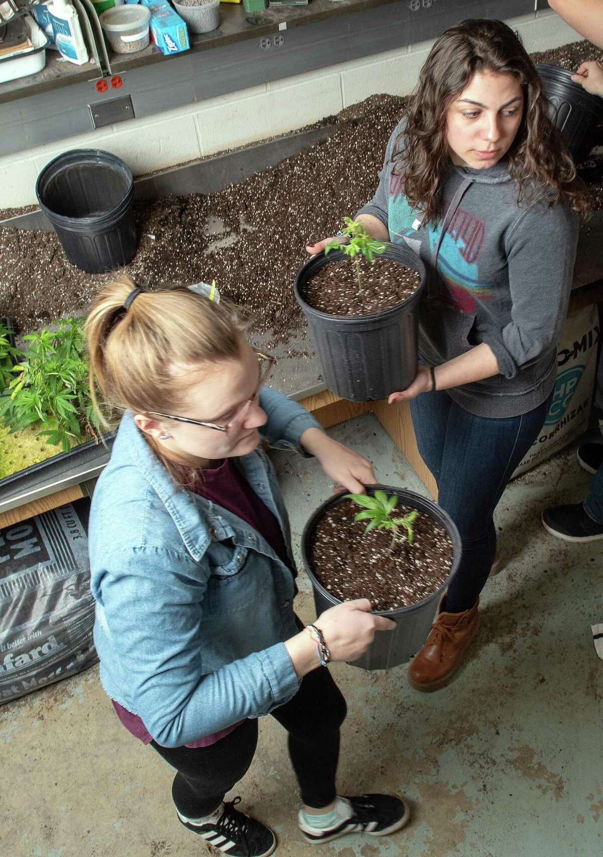 Photo by Mara Lavitt March 6, 2019 Agricultural Biotechnology Laboratory, University of Connecticut, Storrs UConn plant science:: juniors Ally Greene of Windsor Locks, left, and Jessica DiMatteo of Bethany potting hemp plants.