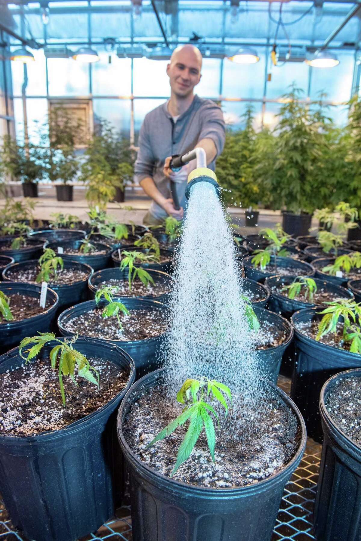 CT’s pot industry is growing up