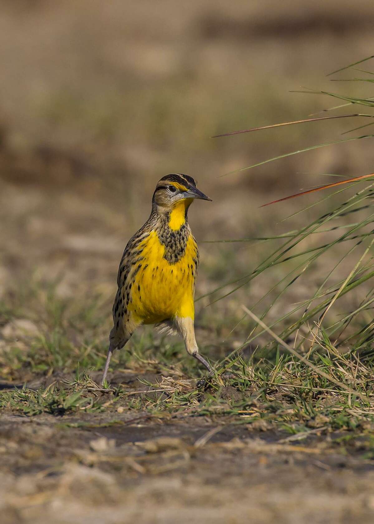 Meadowlark Lnterms Of Use - i9levbm