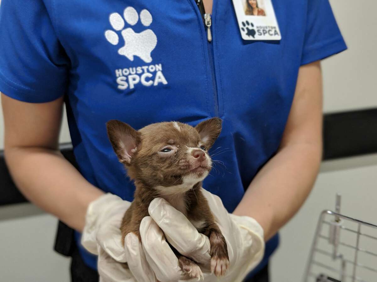 Officials said some of the dogs were pregnant and some of the puppies were still nursing. The dogs are currently receiving care at the HSPCA, officials said.