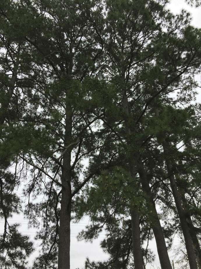 Master Gardener The Dependable Pine A Mainstay Of Texas The Courier