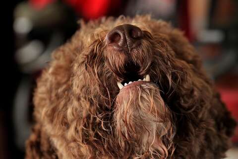 trained truffle dogs for sale