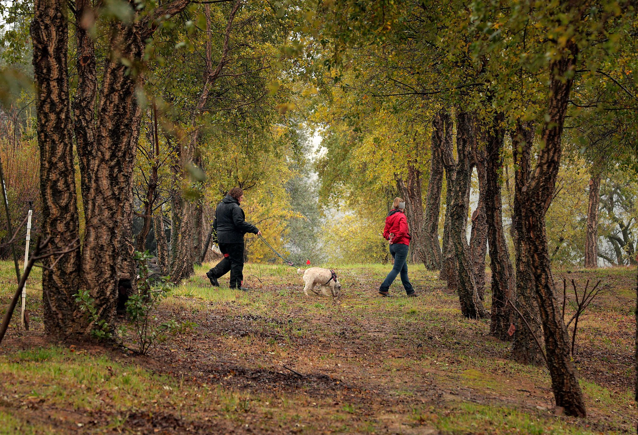 Now that California farms truffles, it needs trufflehunting dogs, too