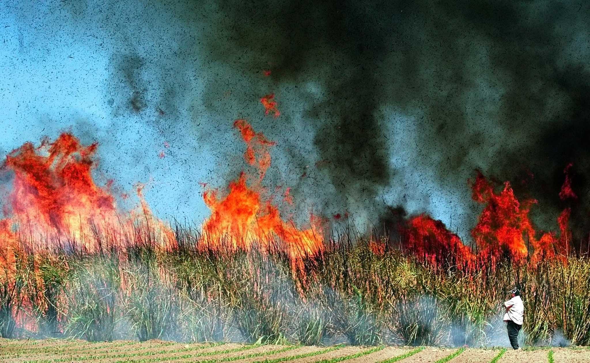 Burning Of Sugar Cane Fields Linked To Health Risks 1724