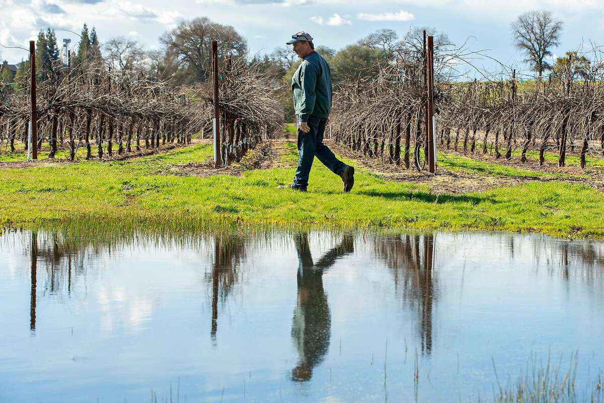 Brad Goehring at his vineyard  Clements, Calif. A proposed state wetlands regulation may put a limitation on farmers like Goerhring.
