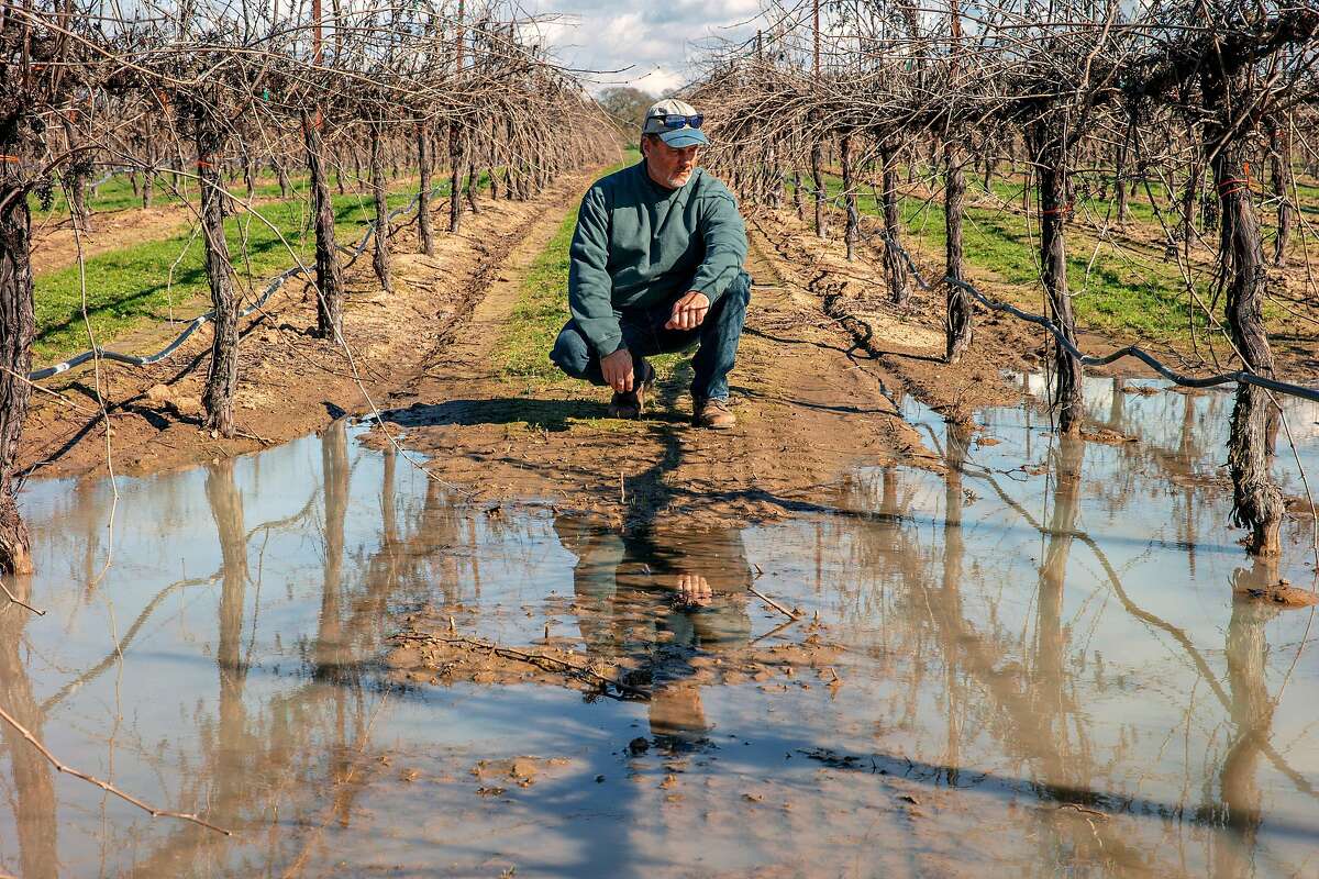 Brad Goehring at his vineyard on Wednesday, Feb. 20, 2019, in Clements, Calif. A proposed state wetlands regulation may put a limitation on farmers like Goerhring. The state policy comes as President Trump seeks to scale back wetlands protections under the Clean Water Act.