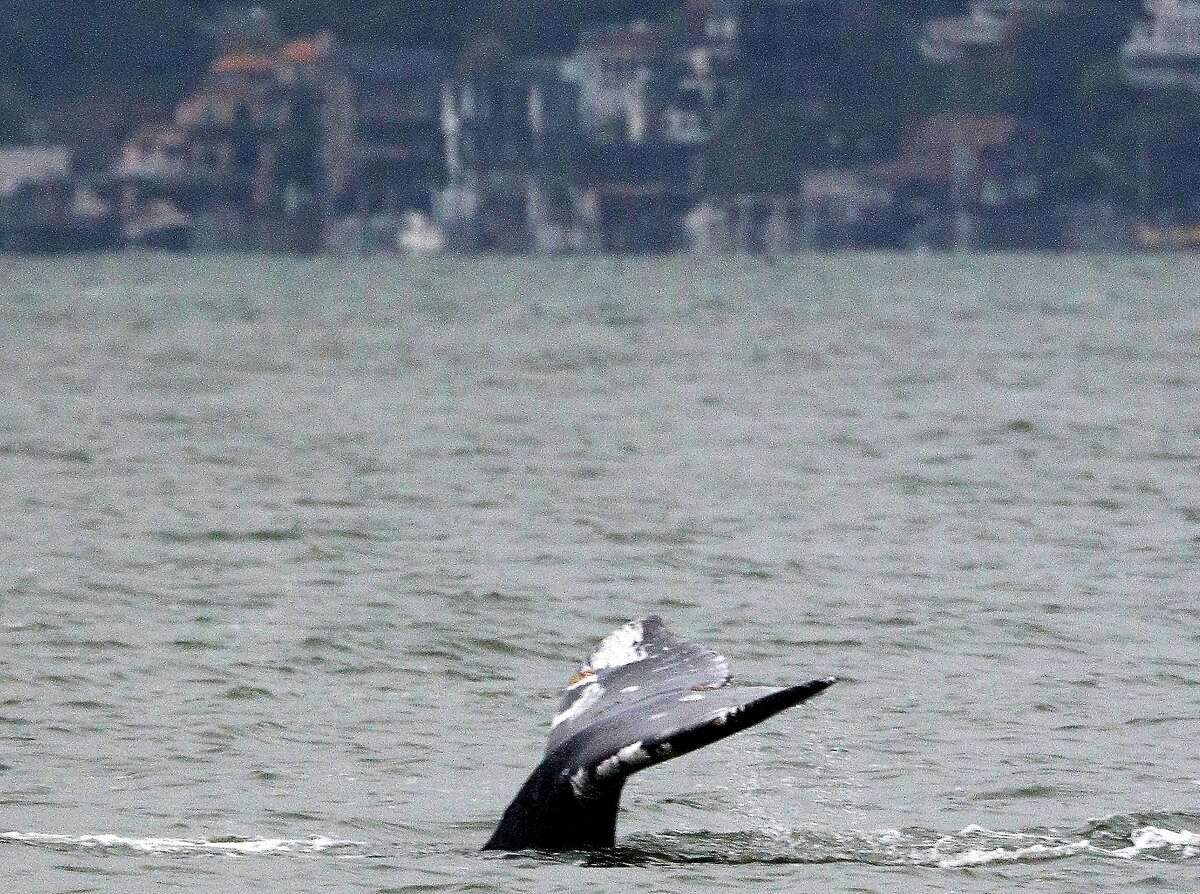 A whale's tail breaks the surface of the water as it swims in the San Francisco Bay on Friday, March 22, 2019 in San Francisco, Calif.