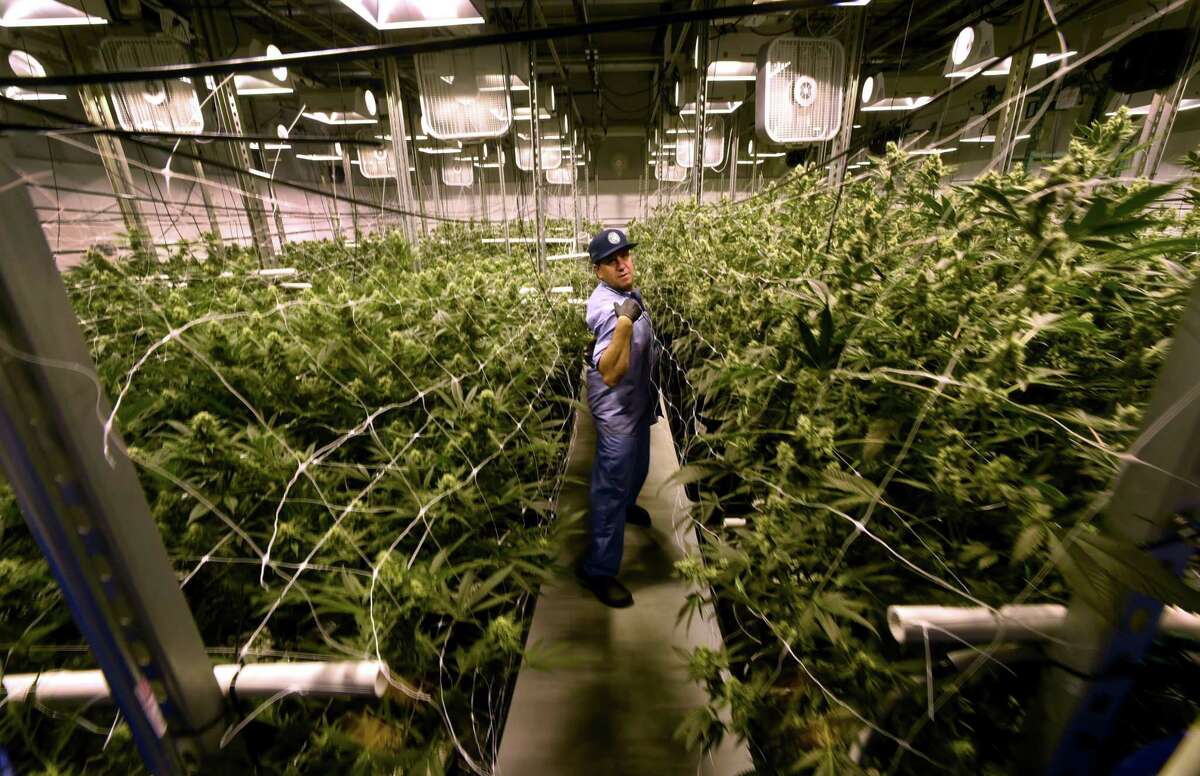 David Lipton, managing partner of Advanced Grow Labs, a medical marijuana production facility in West Haven, Connecticut, in a flower room at the plant in 2015.