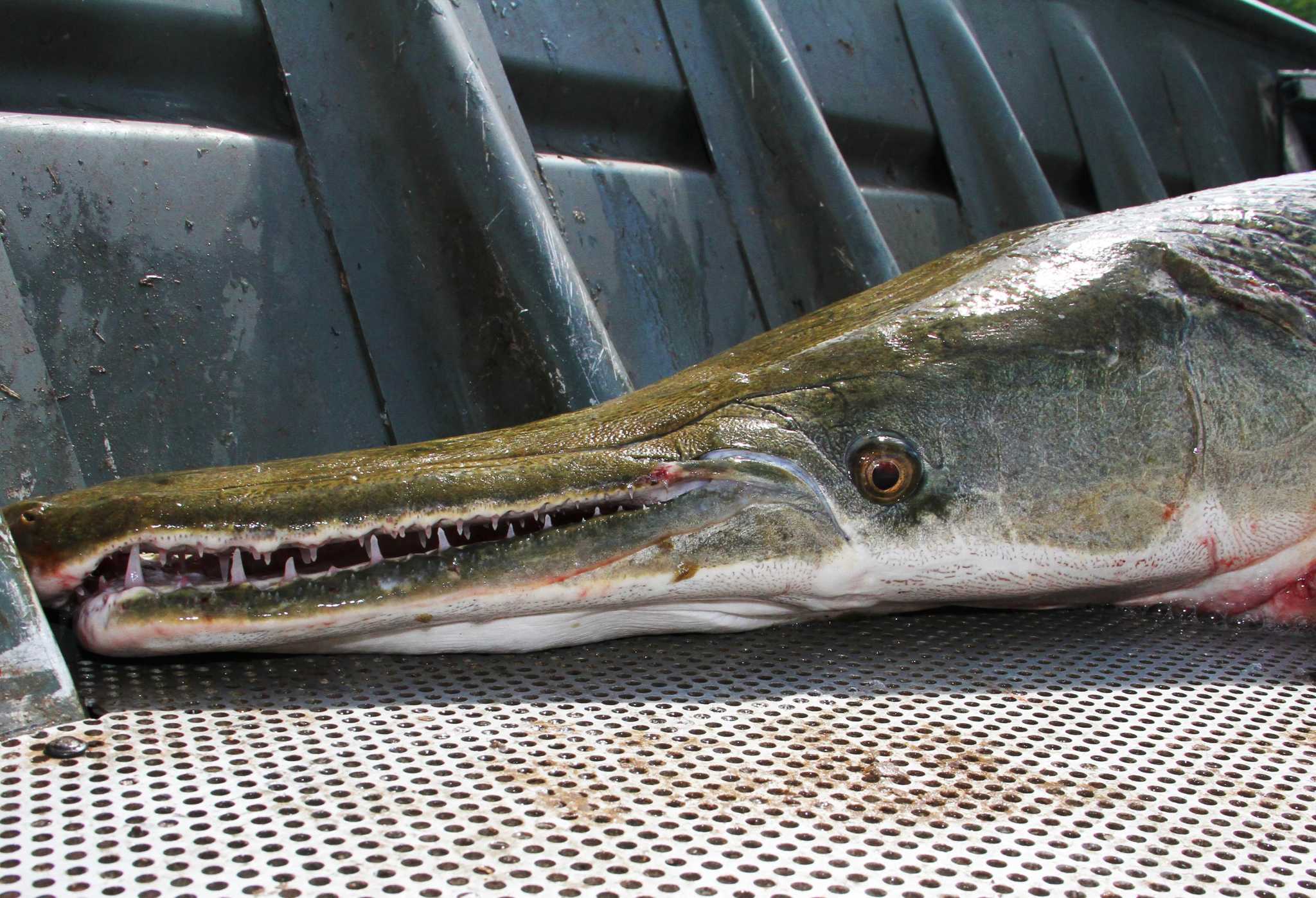 State Adopts Tighter Rules For Speckled Trout Alligator Gar