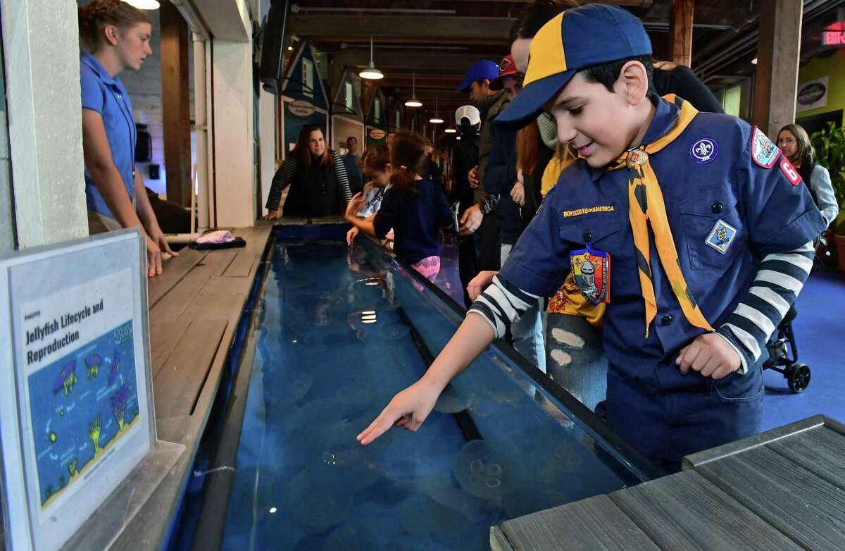Above, Norwalk Cub Scout with Pack 61 Jacob Palacios checks out the exhibits during Scout Day at The Maritime Aquarium on Saturday in Norwalk. Scouts BSA (boys and girls) and Girl Scouts attended special educational programs that help to fulfill badge requirements. Numerous units from the region took advantage of hands-on learning opportunities.