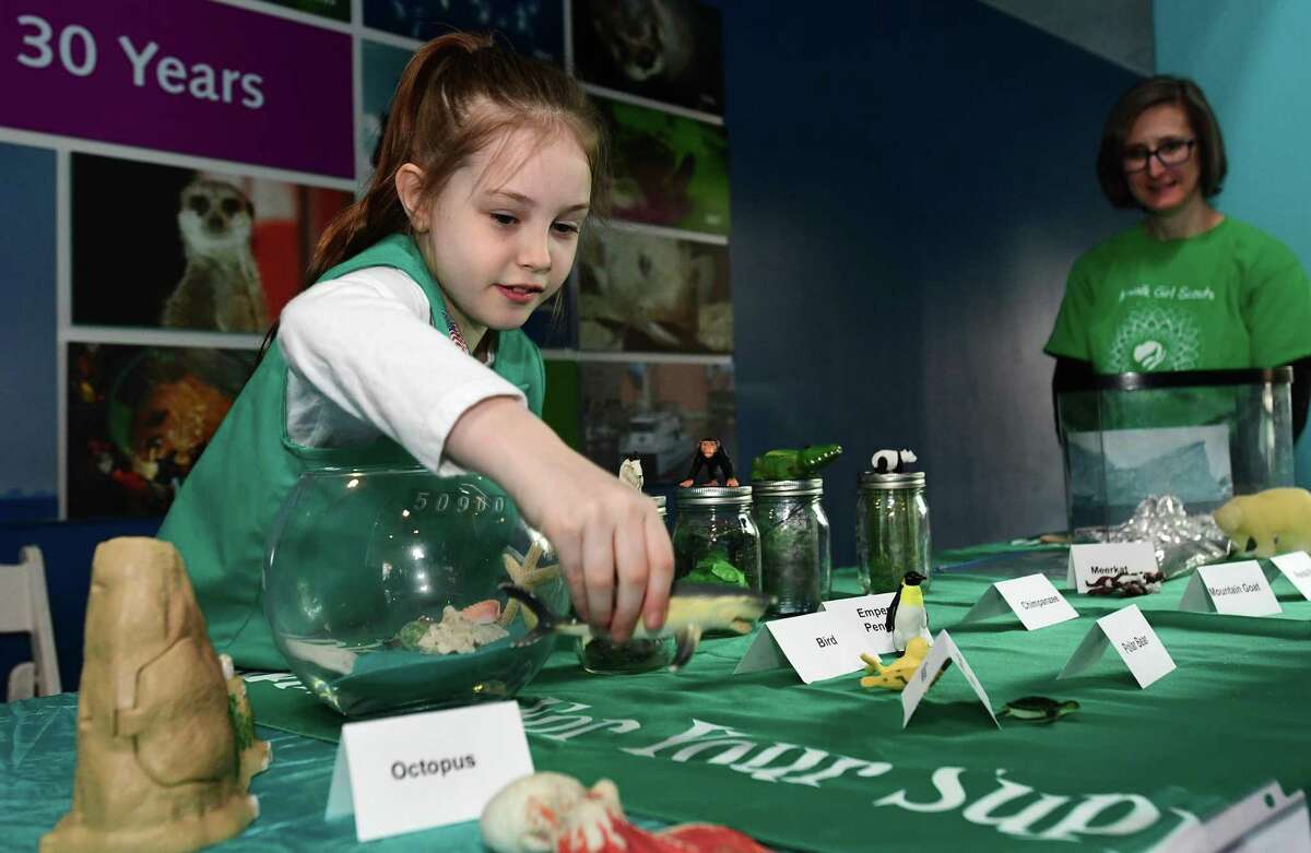 Norwalk Girl Scout with Troop 38376, Genevive Beauregard, 8, sets up the Animal and Habitat Match table during Scout Day at The Maritime Aquarium saturday March 23, 2019, in Norwalk, Conn. Scouts BSA (boys and girls) and Girl Scouts attended special educational programs that help to fulfill badge requirements. Numerous units from the region took advantage of hands-on learning opportunities.