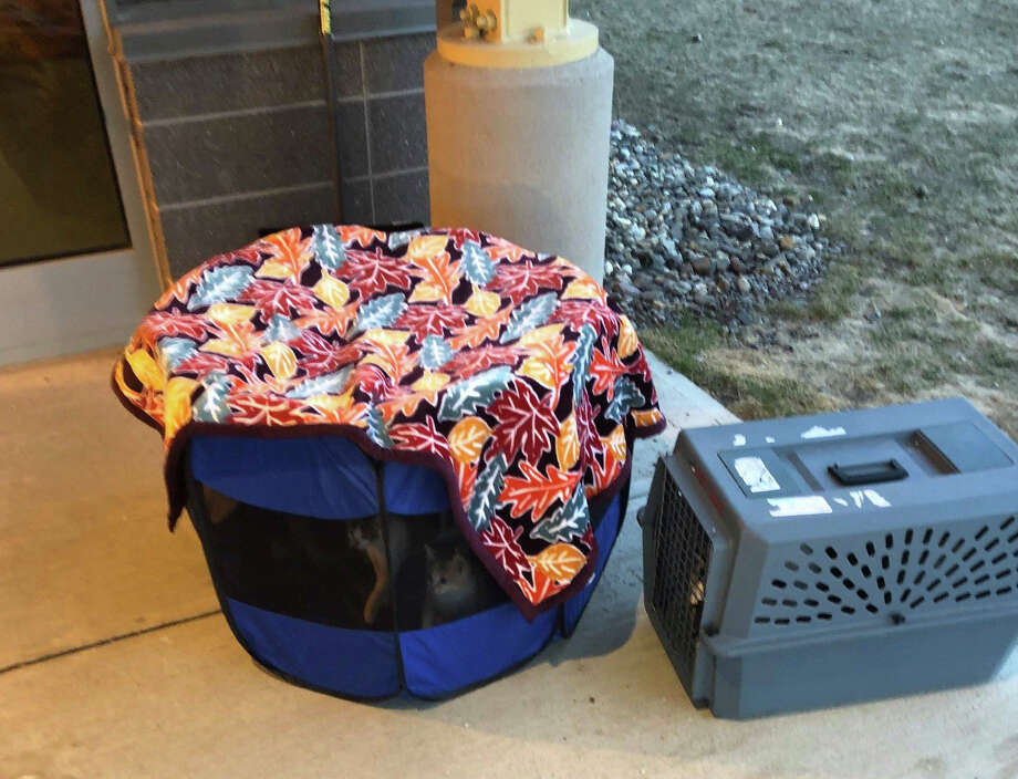 Mohawk Hudson Cats Abandoned At Facility During Off Hours