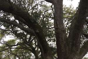 Court rules that century-old oaks to be razed to make way for pipeline in Katy