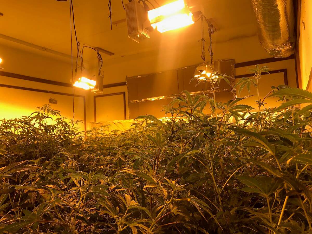 A number of February search warrants led to thousands of cannabis plants and the arrests of two San Francisco residents, police said Tuesday.