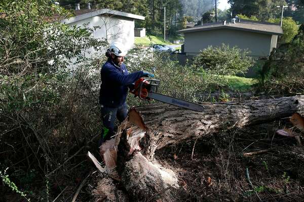 Presidio Trees Old Weak Wet And Falling One Killed A Dog So