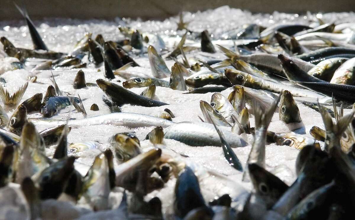 Dramatic sardine population decline means likely West Coast fishing ban