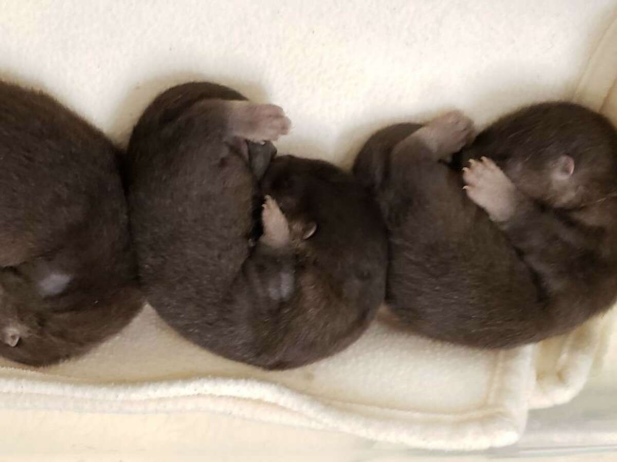 Woodland Park Zoo shares a first look at the otter pups born in March 2019. The pups are the first documented river otter birth in Woodland Park's 119-year history.