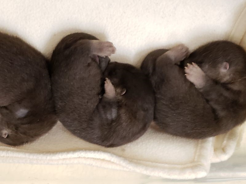 Woodland Park Zoo Welcomes 4 New River Otter Pups Seattlepi Com