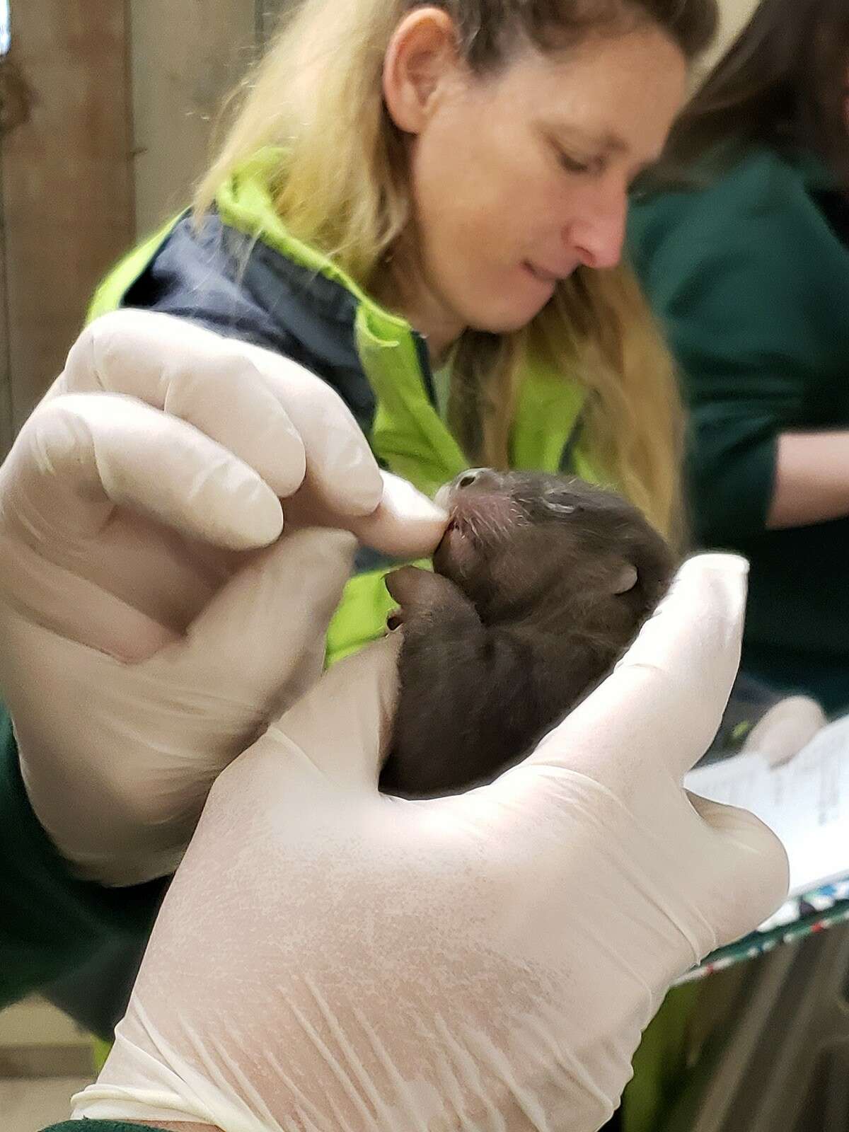 Woodland Park Zoo shares a first look at the otter pups born in March 2019. The pups are the first documented river otter birth in Woodland Park's 119-year history.