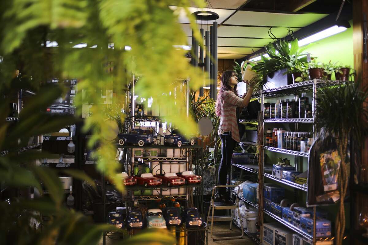Horticultural Technician Kelsey Cody waters plants inside Randi's Green Thumb Plants & Flowers on Wednesday, March 27, 2019 in Midland. The business is expecting deliveries of spring plants and flowers this Saturday, and weekly afterwards. (Katy Kildee/kkildee@mdn.net)