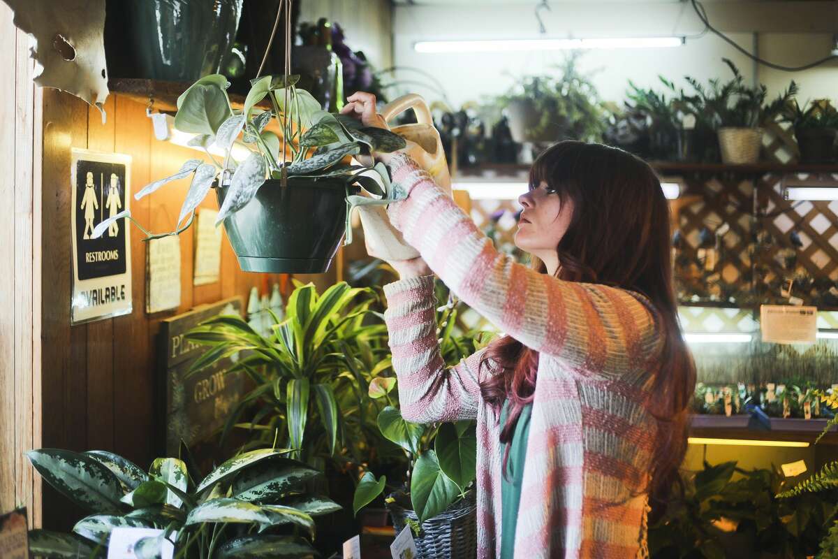 Horticultural Technician Kelsey Cody waters plants inside Randi's Green Thumb Plants & Flowers on Wednesday, March 27, 2019 in Midland. The business is expecting deliveries of spring plants and flowers this Saturday, and weekly afterwards. (Katy Kildee/kkildee@mdn.net)