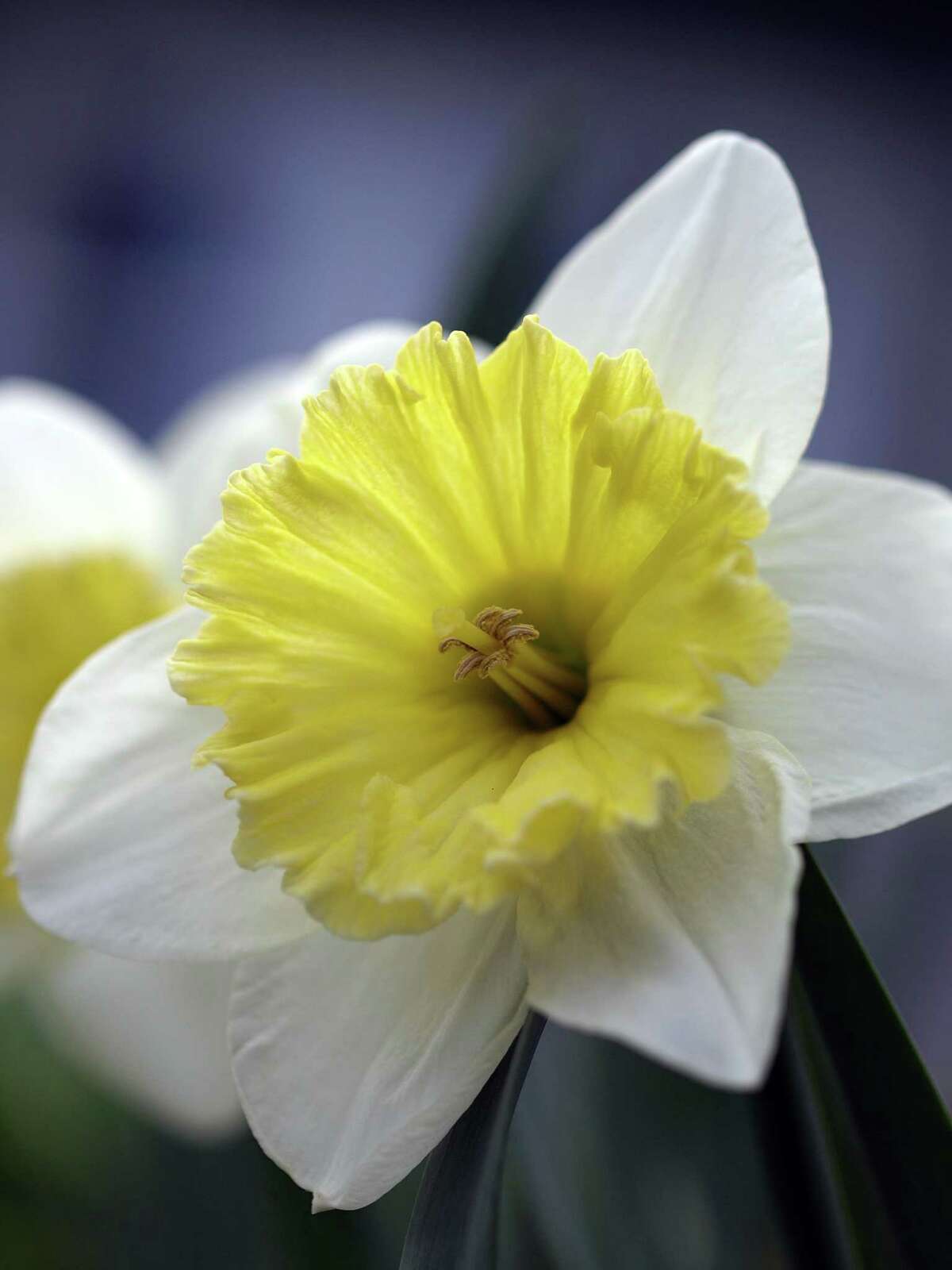 Flowering Narcissus, or what is commonly known as daffodils. Peter Bowden considers them the "Best Of" spring bulb flowers. (Photo by Peter D. Bowden)