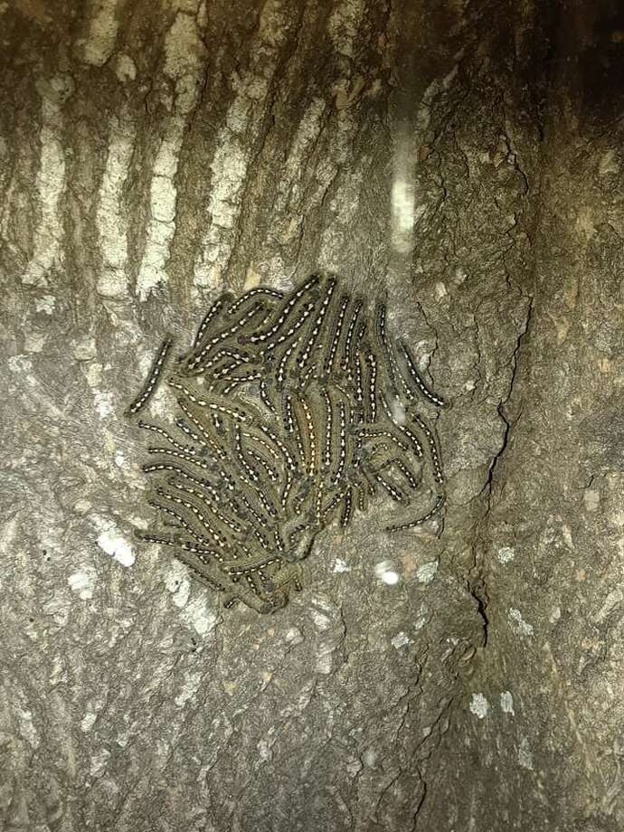 Webworms Also Known As Tent Caterpillars Are In Mating Season