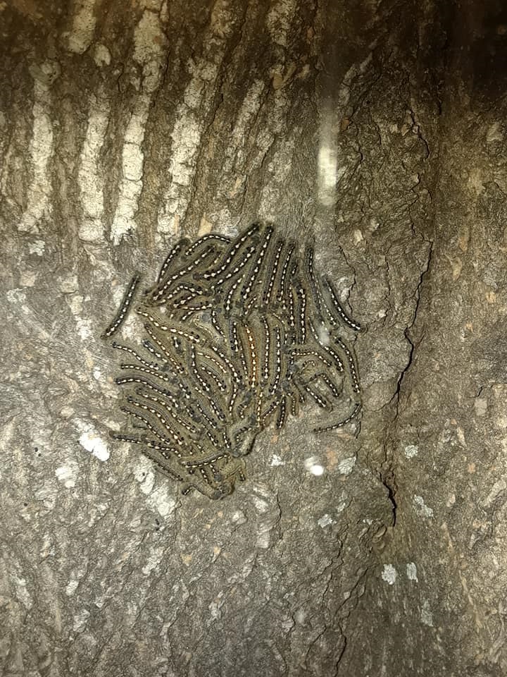 Webworms Also Known As Tent Caterpillars Are In Mating Season
