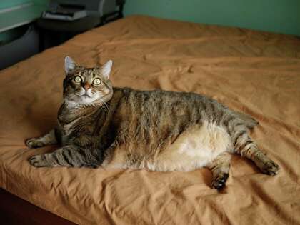 U S Pets Face Obesity Crisis Worse Than Their Owners