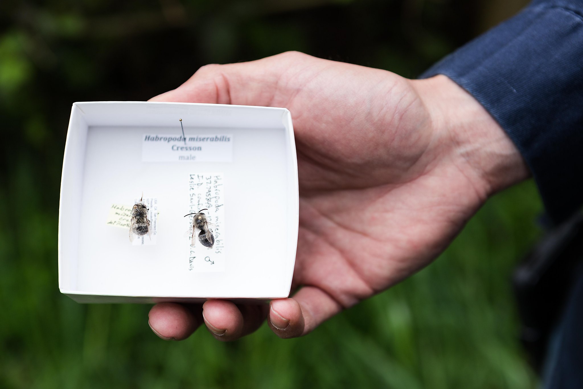 Return Of Long Lost Bees Creating A Lot Of Presidio Buzz