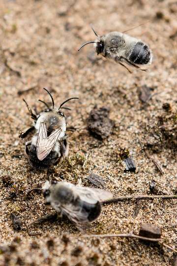 Return Of Long Lost Bees Creating A Lot Of Presidio Buzz