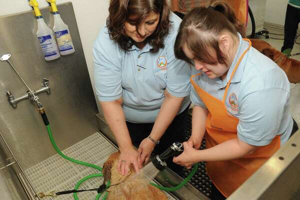 Fresh Pets Fresh Skills Dog Washes Teach Intellectually Disabled How To Care For Animals Houstonchronicle Com