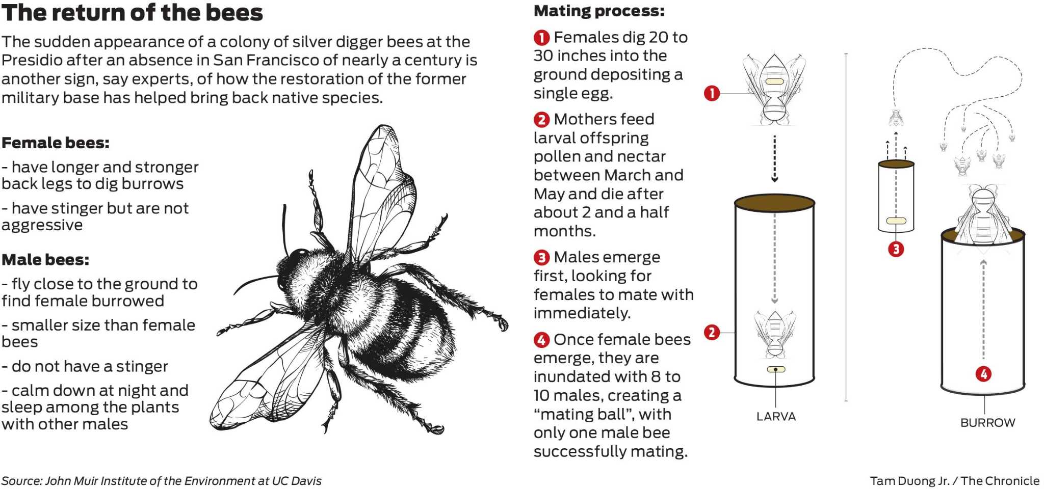Return Of Long Lost Bees Creating A Lot Of Presidio Buzz