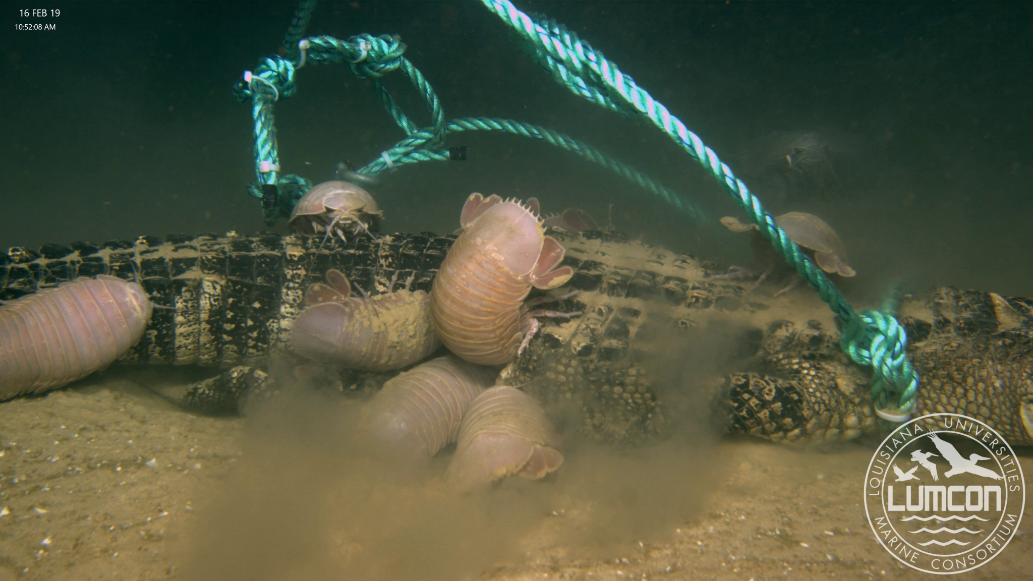 Alligators Dropped To Darkest Gulf Depths To See What Bites