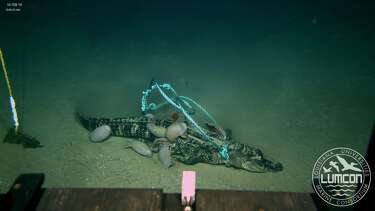 Alligators Dropped To Darkest Gulf Depths To See What Bites