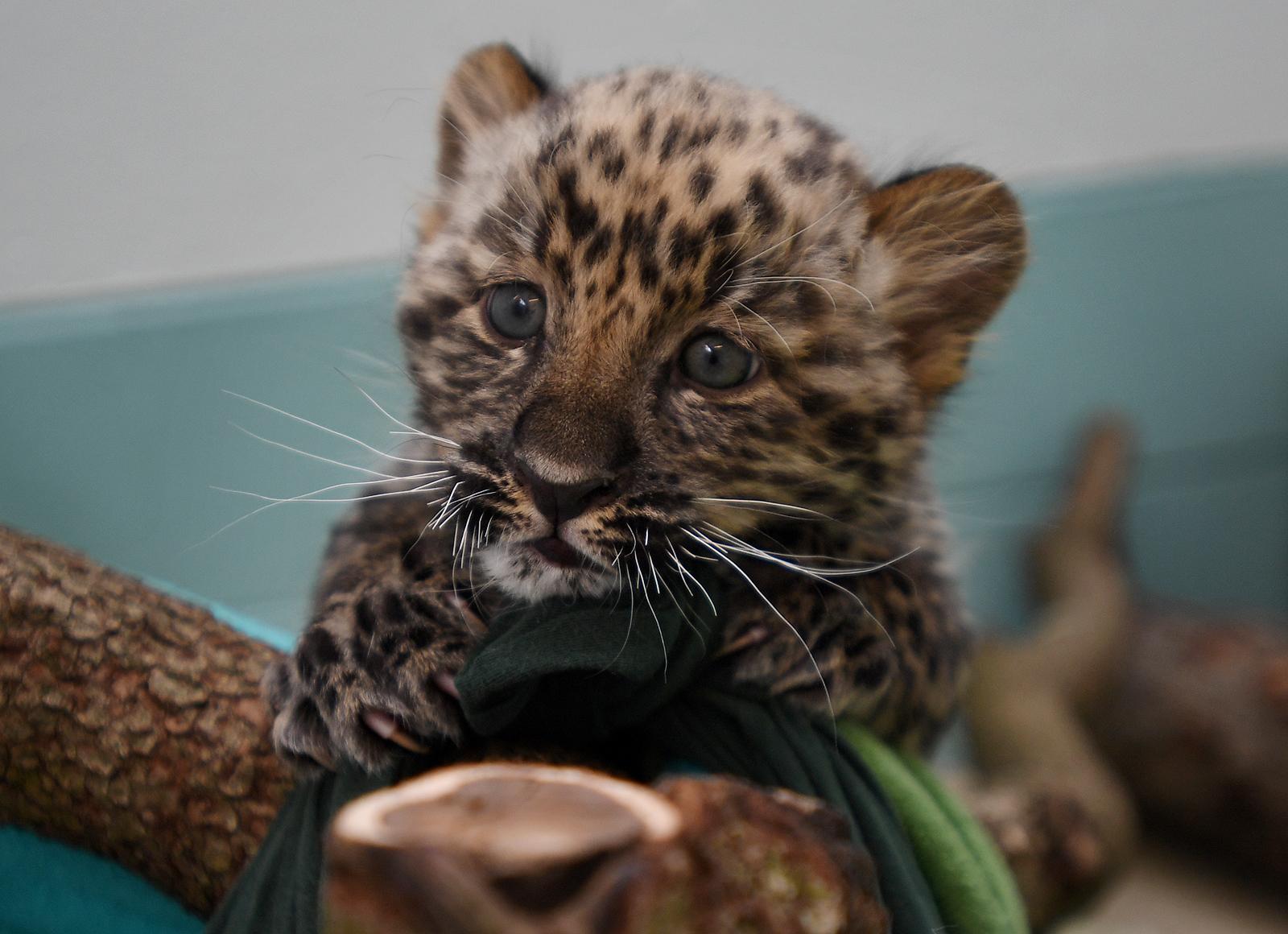 Staff At Bridgeport Zoo Work To Help Rare Leopard Cubs