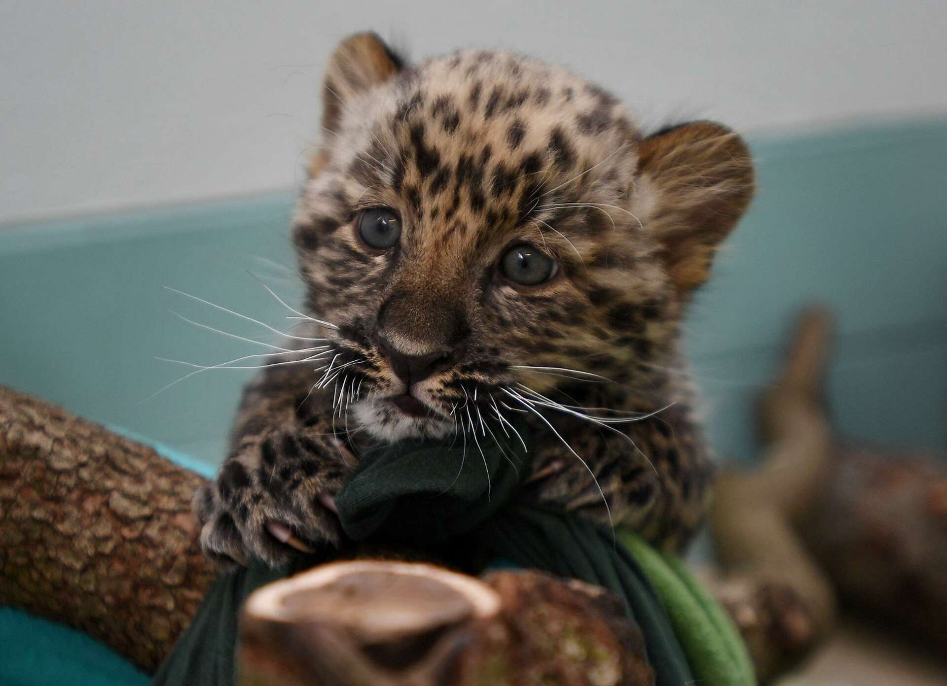 Staff at Bridgeport Zoo work to help rare Leopard cubs survive