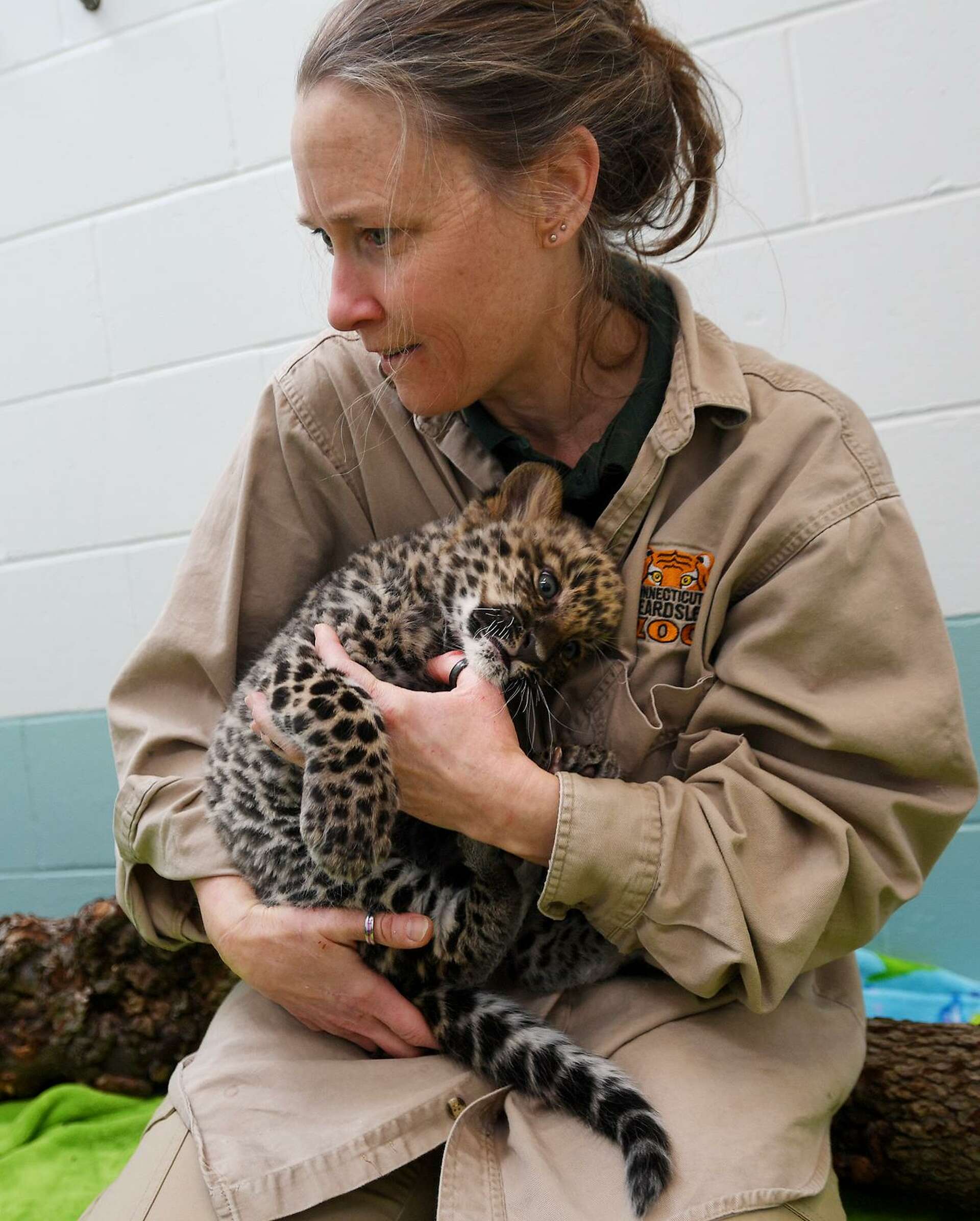 Staff at Bridgeport Zoo work to help rare Leopard cubs survive