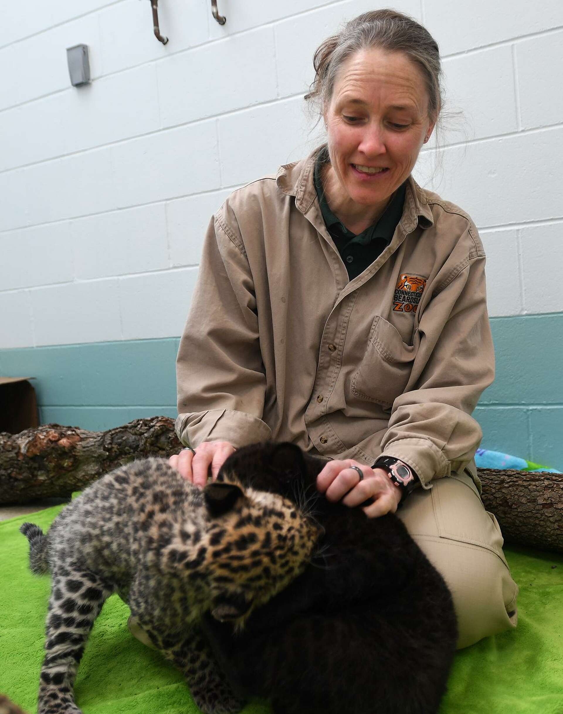 Staff at Bridgeport Zoo work to help rare Leopard cubs survive