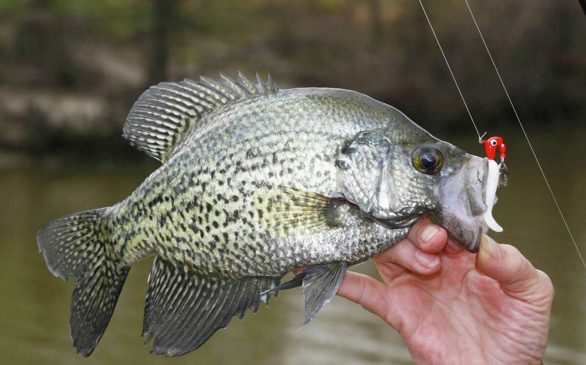 While live shiners are the traditional choice of springtime crappie anglers, small jigs that imitate baitfish can be every bit effective, especially when fish are in deeper water.