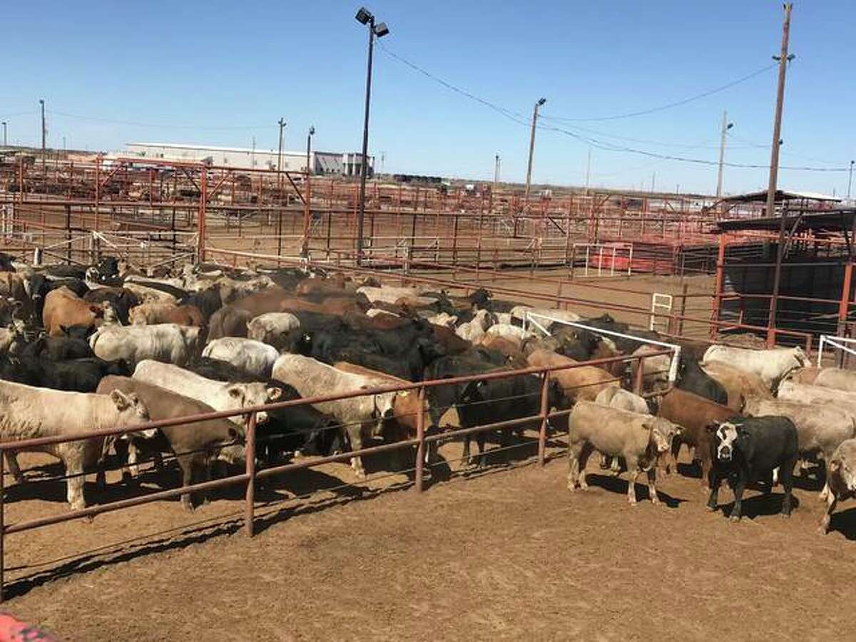 The Union Ganadera Regional De Chihuahua cattle crossing sees between 3,000 to 3,500 cattle a day.