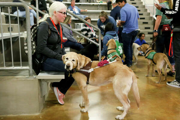 guide dog for blind dog