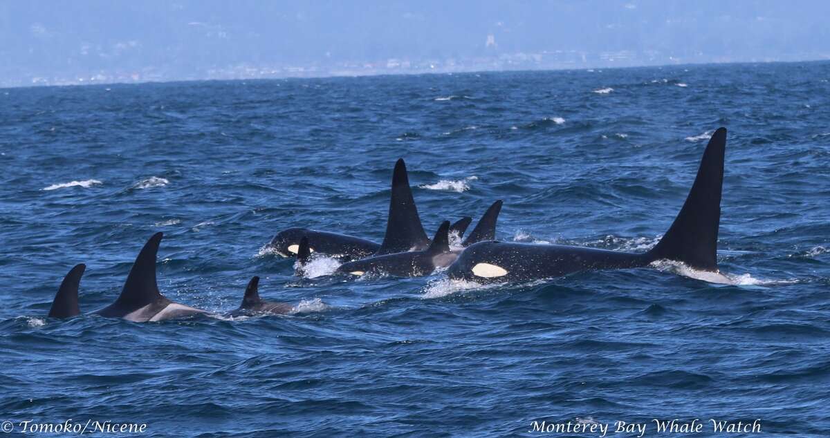 Famous pod of orcas seen in Monterey Bay for first time since 2011