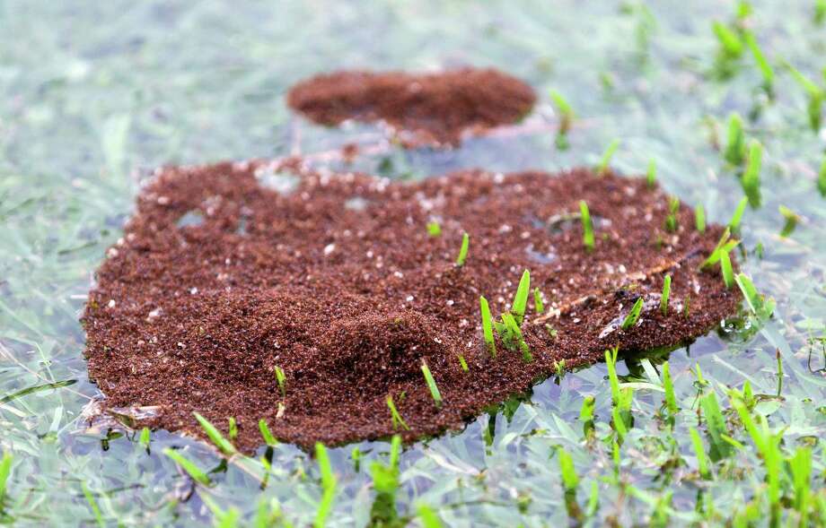 Michael Potter With Rain Comes The Mounds Of Fire Ants Houston