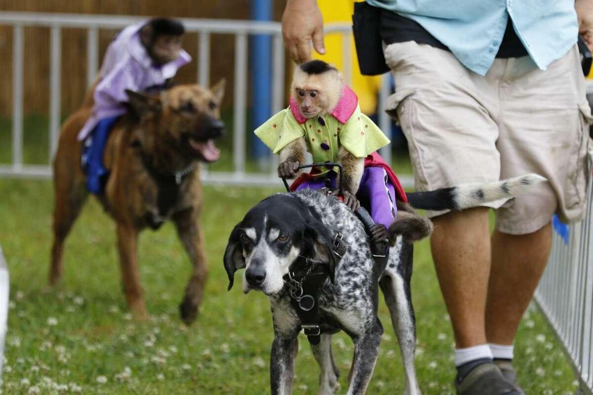 Monkey jockeys ride dogs in 'Banana Derby' at Galveston County Fair and