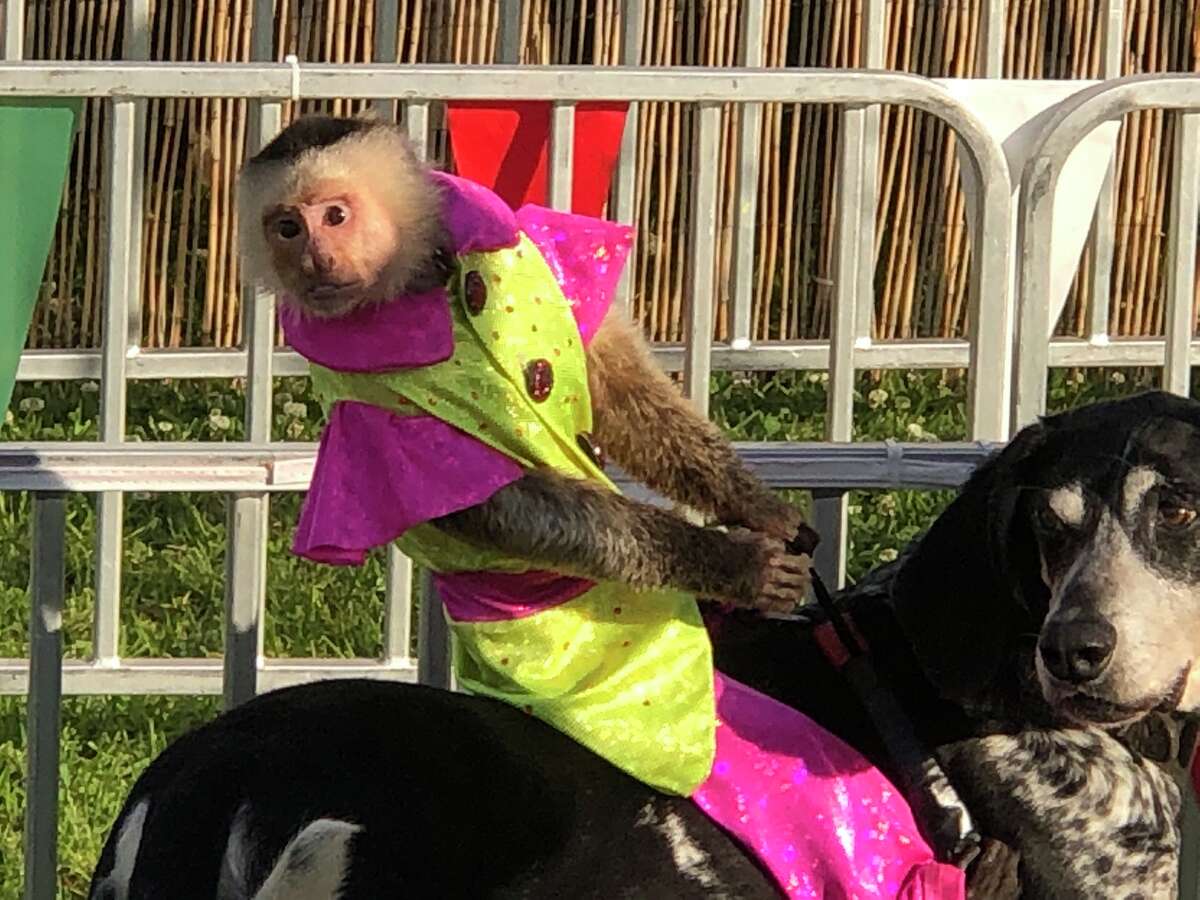 Monkey jockeys ride dogs in 'Banana Derby' at Galveston County Fair and