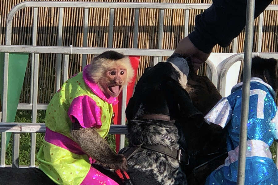 Monkey jockeys ride dogs in 'Banana Derby' at Galveston County Fair and