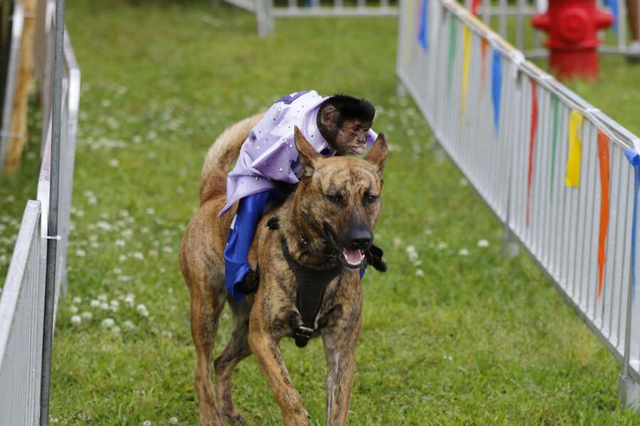 Monkey jockeys ride dogs in 'Banana Derby' at Galveston County Fair and