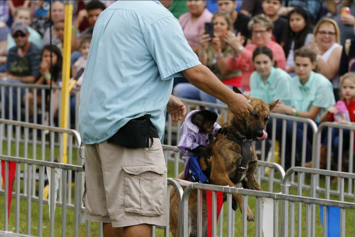 Monkey jockeys ride dogs in 'Banana Derby' at Galveston County Fair and